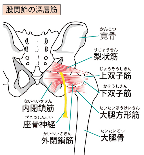 梨状筋の筋肉と坐骨神経